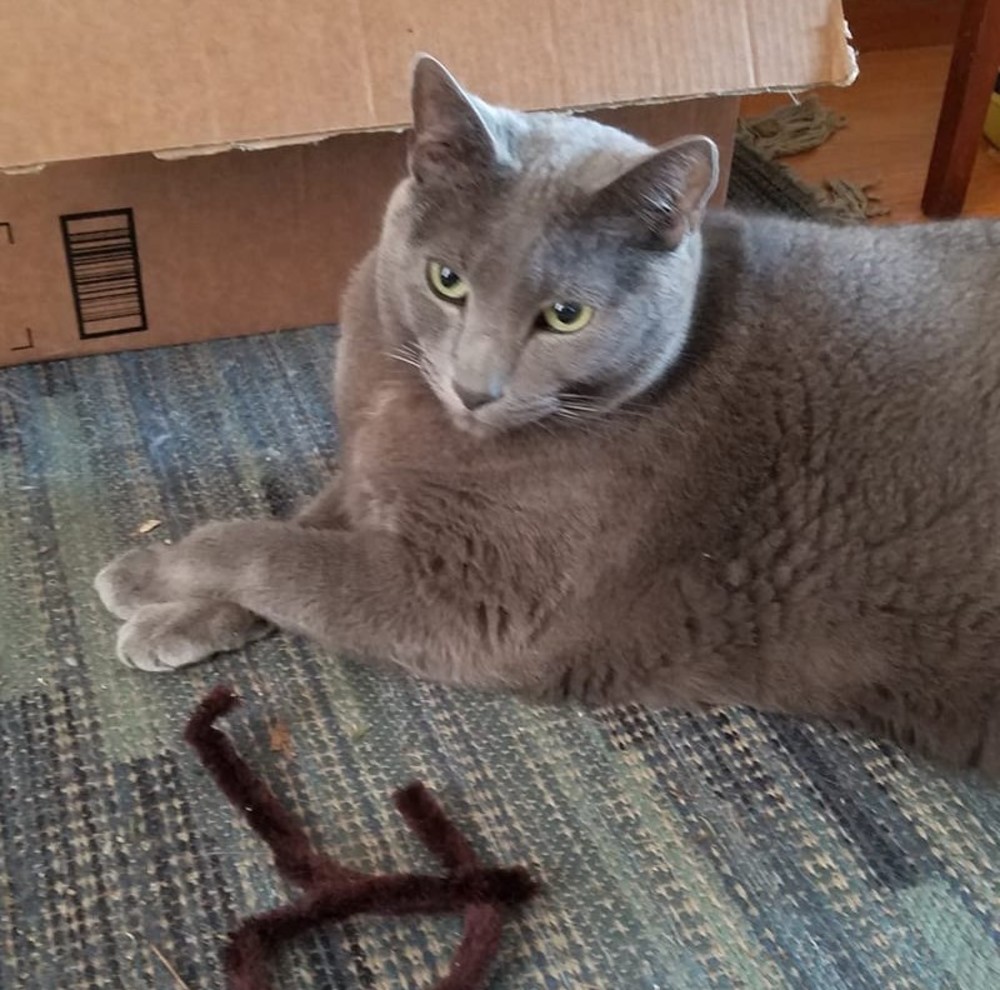 Meet your Posher, Tommy